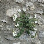 Antirrhinum molle Цветок