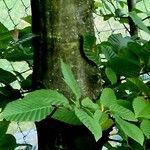 Carpinus caroliniana Bark