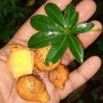 Jacaratia spinosa Fruit