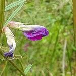 Vicia sativa Blomma