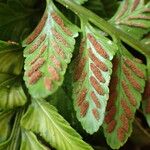 Asplenium marinum Flower