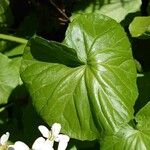 Cardamine asarifolia ഇല