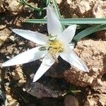 Colchicum triphyllum 花
