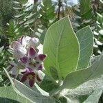 Calotropis procera Blüte