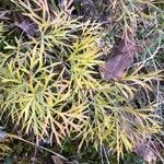 Seseli peucedanoides Hoja
