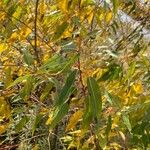 Salix amygdaloides Blatt