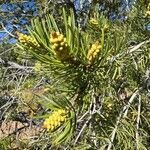Pinus edulis 花