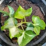 Senecio macroglossus Leaf