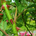 Rosa setigera Corteccia