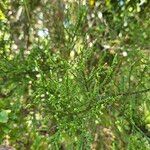 Dacrycarpus dacrydioides Leaf