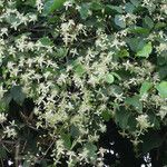 Clematis pickeringii موطن