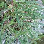 Silene ciliata Hoja