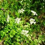 Anthriscus sylvestris Flower