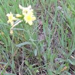 Lithospermum incisum Habitus