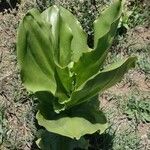 Scadoxus multiflorus Φύλλο