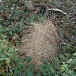 Equisetum telmateia Hoja
