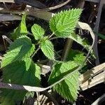 Urtica dioica Folha