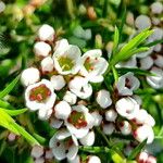 Diosma hirsuta 花