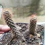 Cylindropuntia fulgida Folha