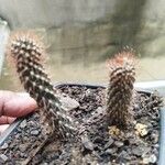 Cylindropuntia fulgida Листок