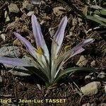 Colchicum androcymbioides Flor