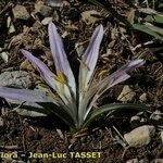 Colchicum androcymbioides Fiore