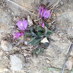 Polygala californica 整株植物