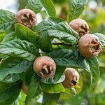 Mespilus germanica Fruit