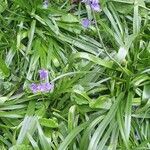 Hyacinthoides × massartiana Плод