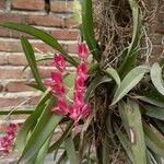 Rodriguezia lanceolata Flower