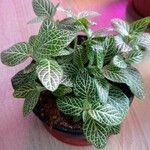 Fittonia albivenis Leht