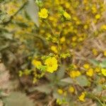 Holocarpha heermannii Flor