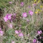 Epilobium hirsutumঅভ্যাস