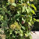 Clematis lasiantha Flor