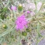 Cirsium vulgareफूल