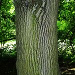 Tilia platyphyllos Bark