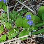 Veronica americana Blad