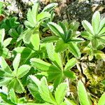 Potentilla valderia Habit