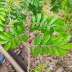 Mimosa bimucronata Leaf