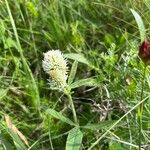 Trifolium montanumLorea