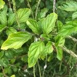 Stachytarpheta cayennensis Blatt