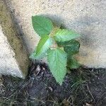 Aristotelia chilensis Fuelha