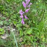 Polygala major Habitat