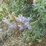 Lupinus formosus Flor