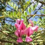 Virgilia oroboides Fleur