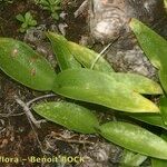 Habenaria tridactylites Otro