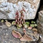 Umbilicus rupestris Blomst