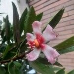 Clusia orthoneura Flor