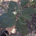 Byrsonima crassifolia Feuille