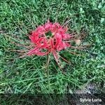 Lycoris radiata പുഷ്പം